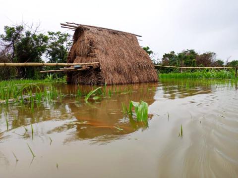A Submerged farm in Kori chiefdom, Moyamba district A Submerged farm in Kori chiefdom, Moyamba district