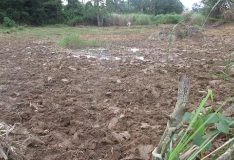 A mined-out pit in Moigbedu Village, Kono District, is filled with soil or ‘reclaimed’ in preparation for farming. A mined-out pit in Moigbedu Village, Kono District, is filled with soil or ‘reclaimed’ in preparation for farming.