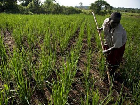 A rice farm in Uganda A rice farm in Uganda