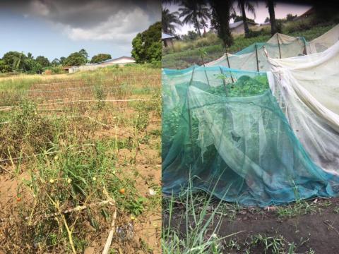 Bed nets used in gardening, instead of as protection against mosquitoes Bed nets used in gardening, instead of as protection against mosquitoes
