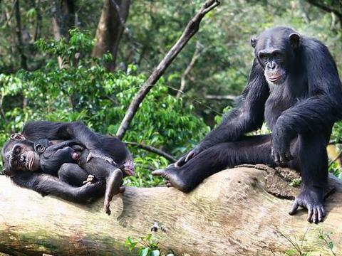 Tacugama Chimps Tacugama Chimps