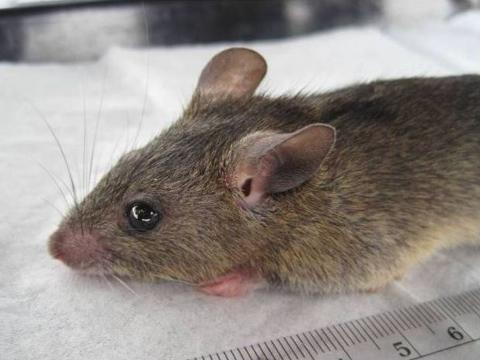Lassa-causing rodent Lassa-causing rodent
