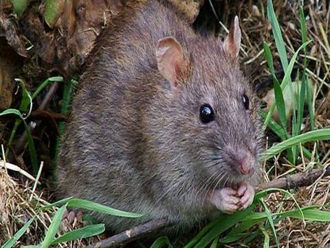 The Mastomys rat that causes lassa fever The Mastomys rat that causes lassa fever