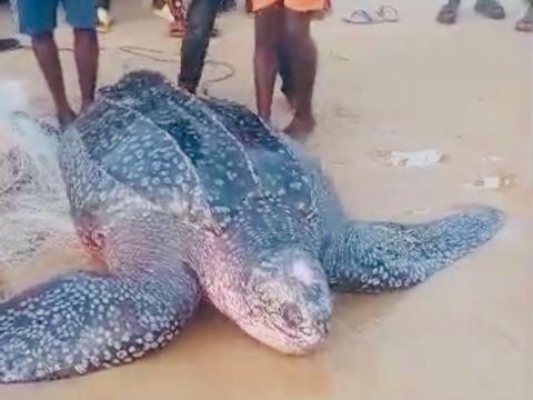 Rescued Leatherback Sea Turtle Rescued Leatherback Sea Turtle