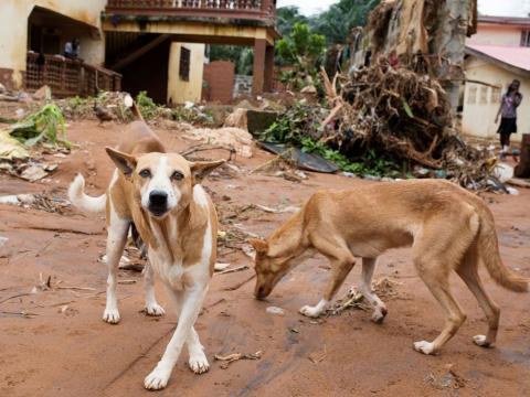 Stray dogs in Freetown Stray dogs in Freetown