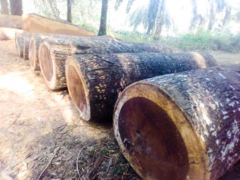 Timber logs Timber logs