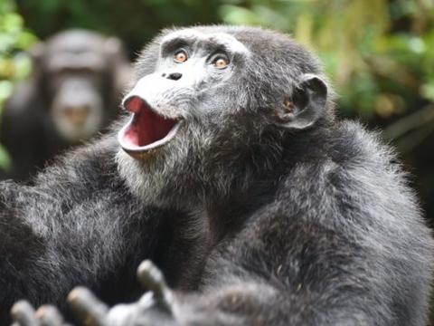 Tito, a chimp at the Tacugama Sanctuary in Sierra Leone Tito, a chimp at the Tacugama Sanctuary in Sierra Leone