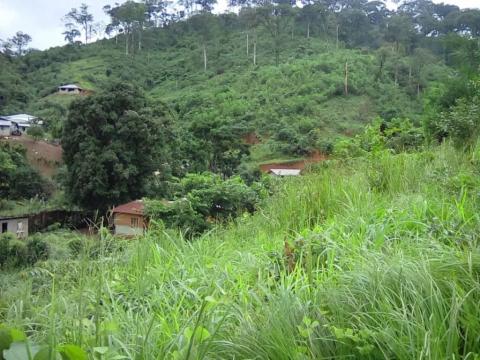 A view of Kamboi Forest A view of Kamboi Forest