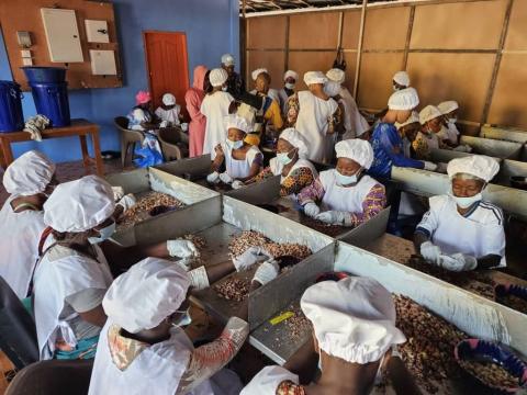Women in new cashew processing factory Women in new cashew processing factory
